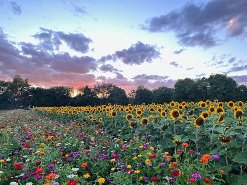 A vibrant field of sunflowers and colorful flowers under a sunset sky with scattered clouds.