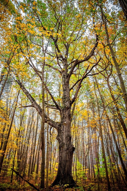 A tall tree with a thick trunk and vibrant autumn leaves surrounded by a forest of slender trees.