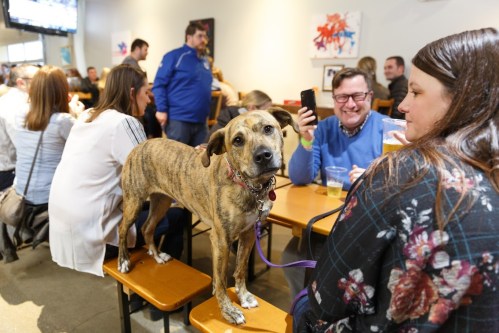 A dog stands on a table in a busy restaurant, surrounded by people enjoying drinks and conversation.