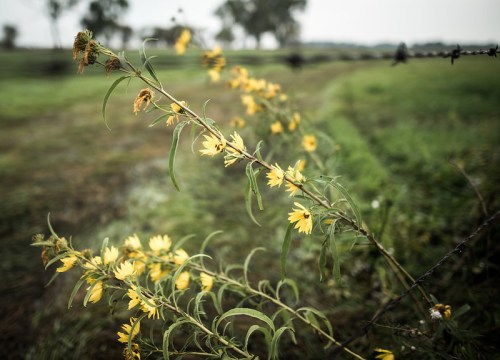 A close-up of yellow flowers growing along a barbed wire fence in a grassy field.