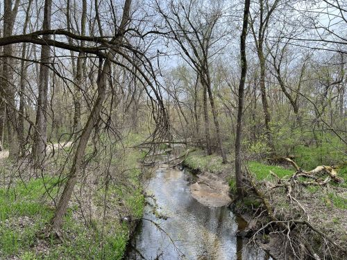 A serene forest scene with a winding creek surrounded by trees and lush greenery under a cloudy sky.