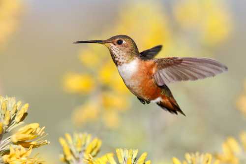 A hummingbird hovering near vibrant yellow flowers, showcasing its iridescent feathers and delicate wings.