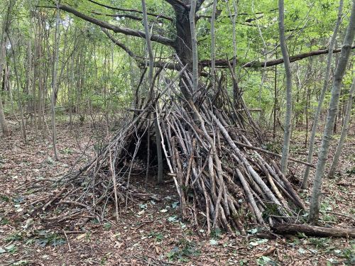 A rustic structure made of sticks and branches, nestled under a tree in a wooded area.