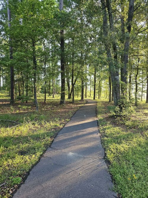 A winding path through a lush green forest, surrounded by tall trees and dappled sunlight.