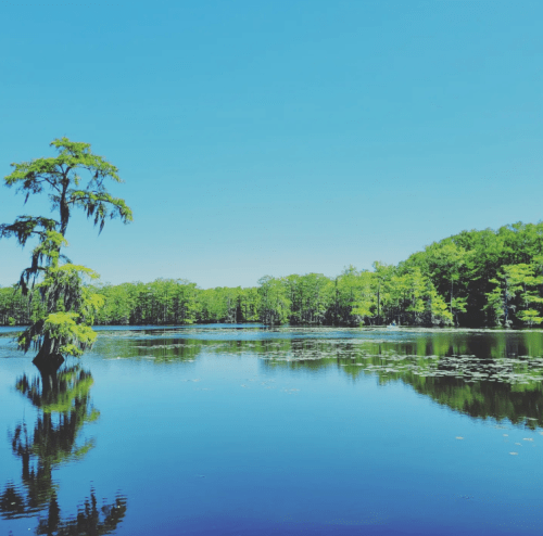 A serene lake surrounded by lush greenery and a clear blue sky, with a cypress tree reflected in the water.