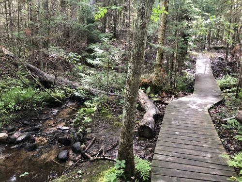 A winding wooden path through a lush forest, alongside a small stream and surrounded by greenery.