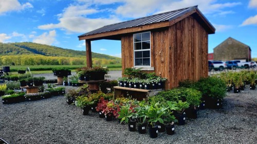 A wooden shed surrounded by potted plants on a gravel lot, with hills and blue skies in the background.