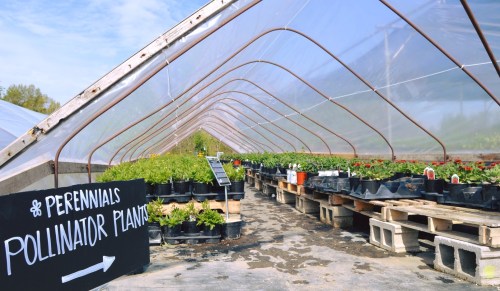 A greenhouse filled with potted plants, featuring a sign for "Perennials Pollinator Plants" on the left.