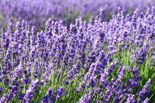 A vibrant field of blooming lavender flowers in shades of purple, swaying gently in the breeze.