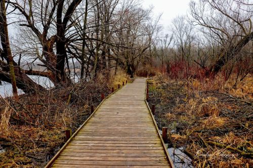 A wooden boardwalk winds through a bare, overcast landscape with trees and dry grasses near a body of water.