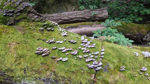 Moss-covered log with clusters of mushrooms growing on it, surrounded by greenery in a forest setting.