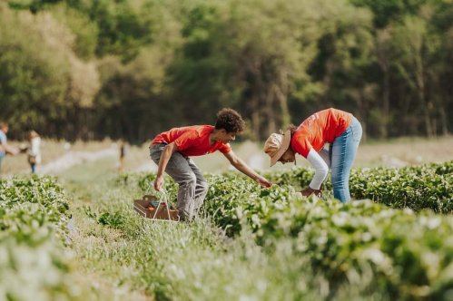 Two people in red shirts harvest strawberries in a lush green field on a sunny day.