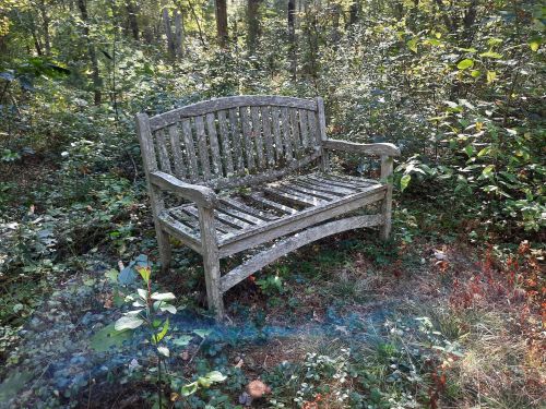 A weathered wooden bench surrounded by lush greenery in a serene forest setting.