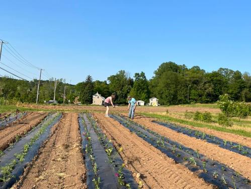 Two people working in a field with rows of plants under a clear blue sky, surrounded by trees and distant houses.