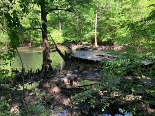 Lush green forest by a calm water body, featuring a tree and exposed roots along the bank.