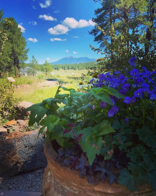 A scenic view of mountains and a blue sky, framed by vibrant purple flowers in a pot.