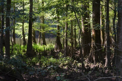 Lush green forest with tall trees and a calm river in the background, dappled sunlight filtering through the leaves.