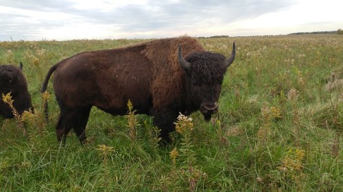 A bison stands in a grassy field, surrounded by tall plants under a cloudy sky.