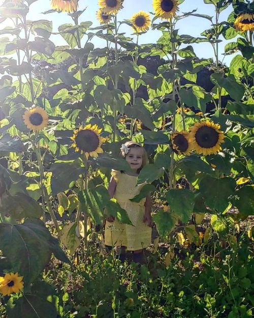 A child in a yellow dress stands among tall sunflowers, smiling in a sunny field.