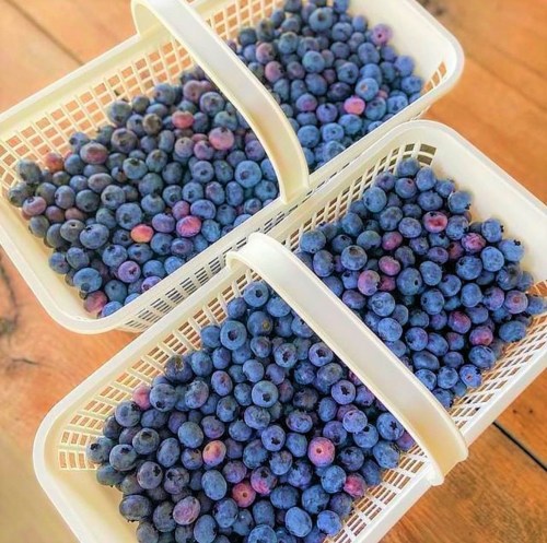Three white baskets filled with fresh, plump blueberries on a wooden surface.