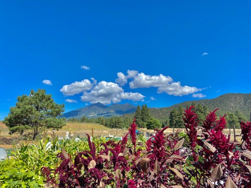 A vibrant landscape featuring colorful plants in the foreground, with mountains and a blue sky in the background.
