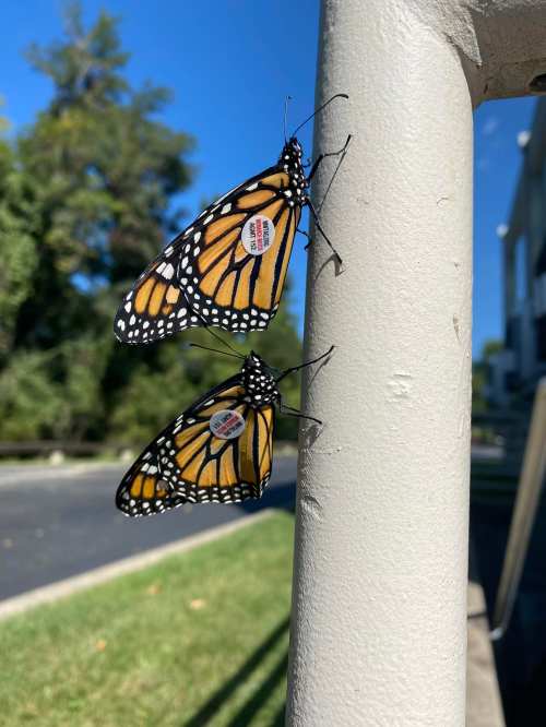 Two monarch butterflies resting on a white pole, with clear blue skies and greenery in the background.