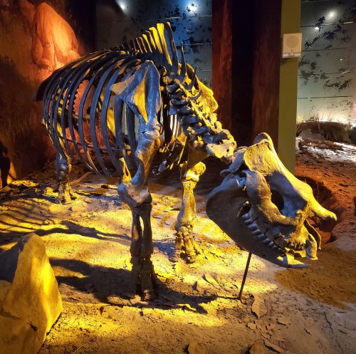 A dinosaur skeleton displayed in a museum, illuminated by warm lighting, with rocky terrain in the background.