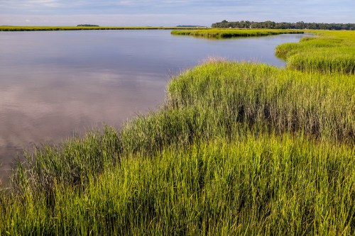 Lush green marsh grass borders a calm, reflective waterway under a clear sky.