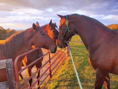 Three horses interact at a fence during sunset, with warm light illuminating their coats and the surrounding landscape.