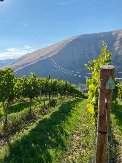A vineyard with lush green vines, a wooden post marked "35," and a scenic mountain backdrop under a clear blue sky.