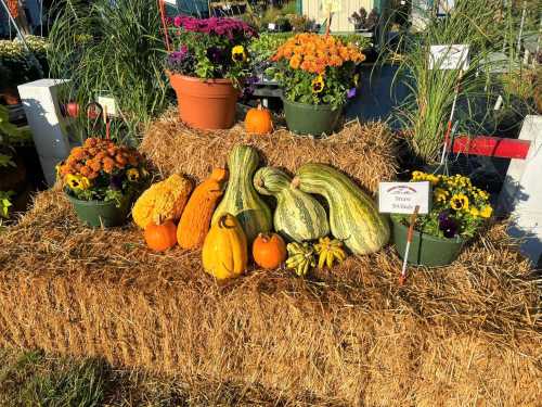 A display of colorful pumpkins and gourds on hay bales, surrounded by vibrant flowers in pots.