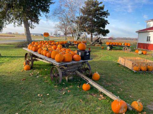 A wooden cart filled with pumpkins sits on grass, with more pumpkins scattered around and a red barn in the background.