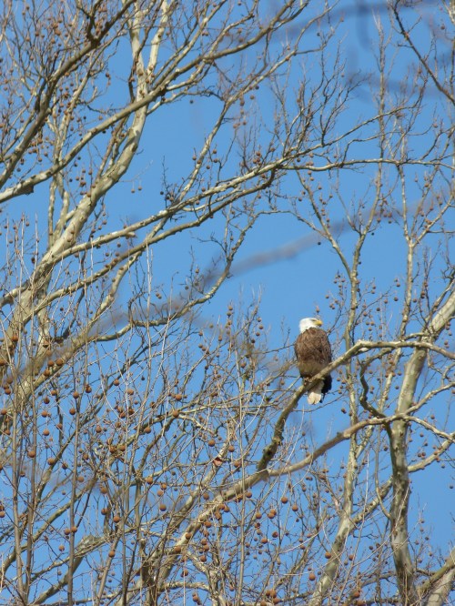A bald eagle perched on a bare tree branch against a clear blue sky.