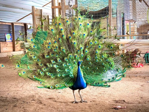 A vibrant peacock displaying its colorful feathers in a barn setting.