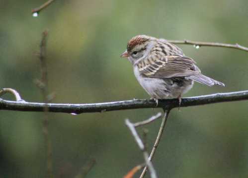 A small bird with brown and white feathers perched on a thin branch, surrounded by a blurred green background.