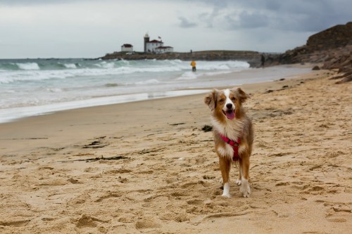 A happy dog in a pink harness stands on a sandy beach with waves and a lighthouse in the background.