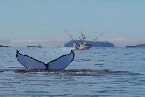 A whale's tail emerges from calm waters, with a fishing boat and forested island in the background.