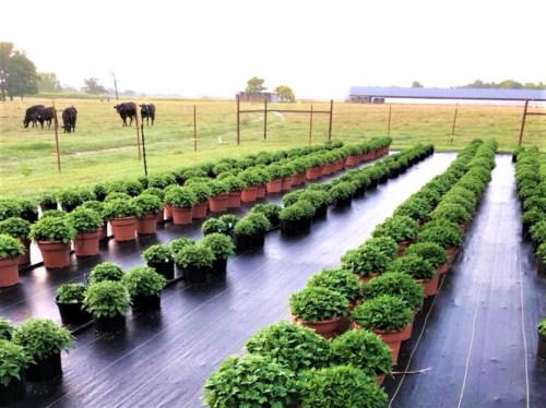 Rows of potted plants on a farm, with cows grazing in the background under a cloudy sky.