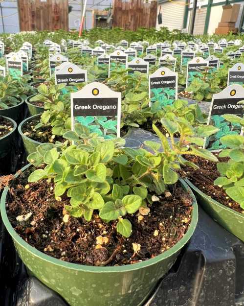 A greenhouse filled with potted Greek oregano plants, each labeled with a small sign.