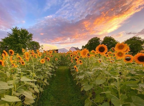 A vibrant sunflower field under a colorful sunset sky, with a path leading through the blooms.