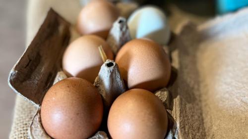 A carton holding several eggs in various shades of brown and one white egg, resting on a textured surface.