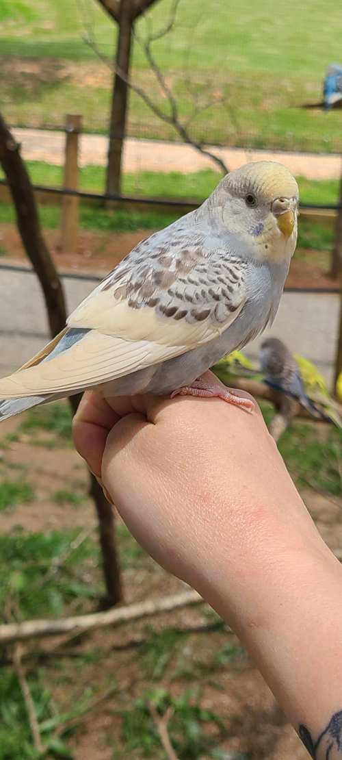 A hand holding a light-colored budgerigar perched on the fingers, with greenery in the background.