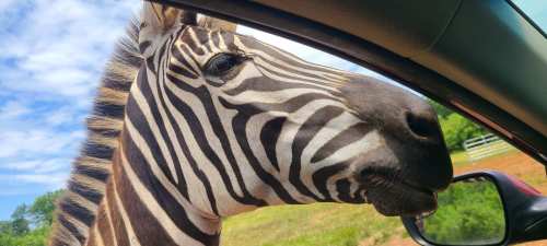 A close-up of a zebra's face peering into a car window, with a blue sky and green grass in the background.