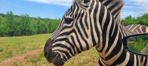 Close-up of a zebra's head with striking black and white stripes, set against a green landscape and blue sky.