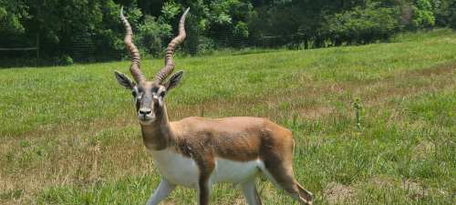 A male antelope with long, twisted horns stands in a grassy field surrounded by trees.