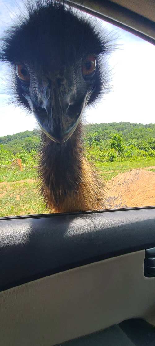 A close-up of an emu peering into a car window, with a green landscape in the background.