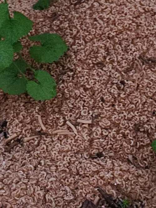 A dense layer of small, curled larvae on the ground, surrounded by green leaves and soil.