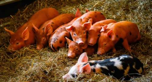 A group of piglets resting on straw, with one black and white piglet lying apart from the others.