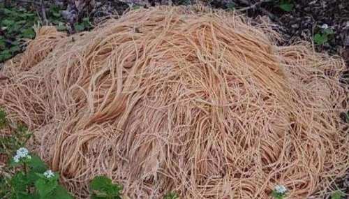 A large, tangled pile of uncooked spaghetti on the ground, surrounded by greenery.