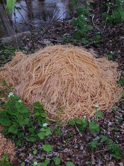 A large mound of uncooked spaghetti lying on the ground, surrounded by green plants and leaves.